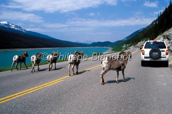 canada alberta 38.jpg - Mouflons canadiens sur les bords de routeBighorn SheepOvis canadensisRocheuses canadiennesAlbertaCanada